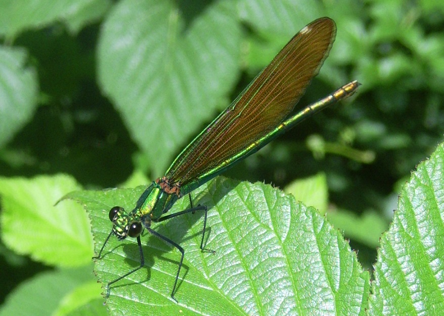 Calopteryx virgo?